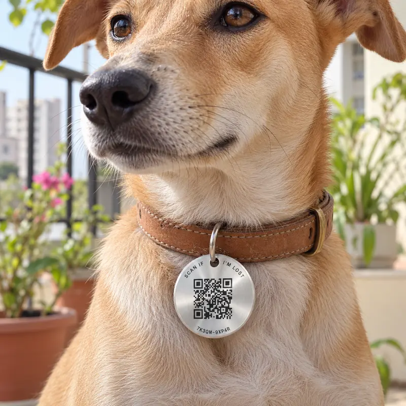 An Indian street dog on a balcony wearing the steel Find Tag on a leather collar