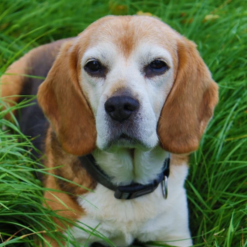 Beagle at-home dog & puppy training in Mumbai — breed-specific plan