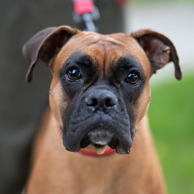 Boxer at-home dog & puppy training in Mumbai — breed-specific plan