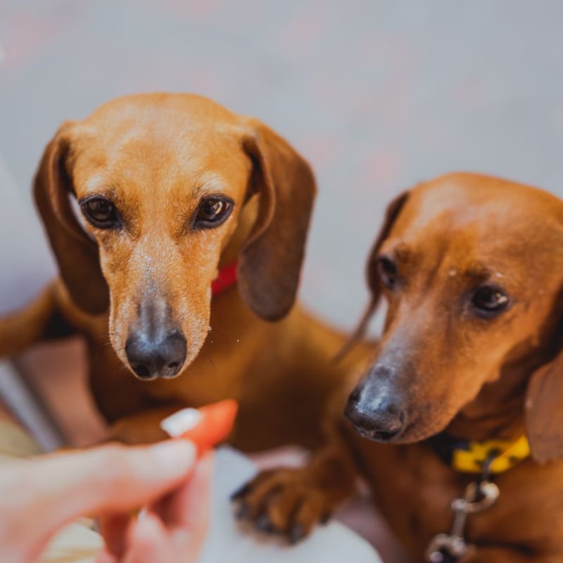 Dachshund at-home dog & puppy training in Mumbai — breed-specific plan