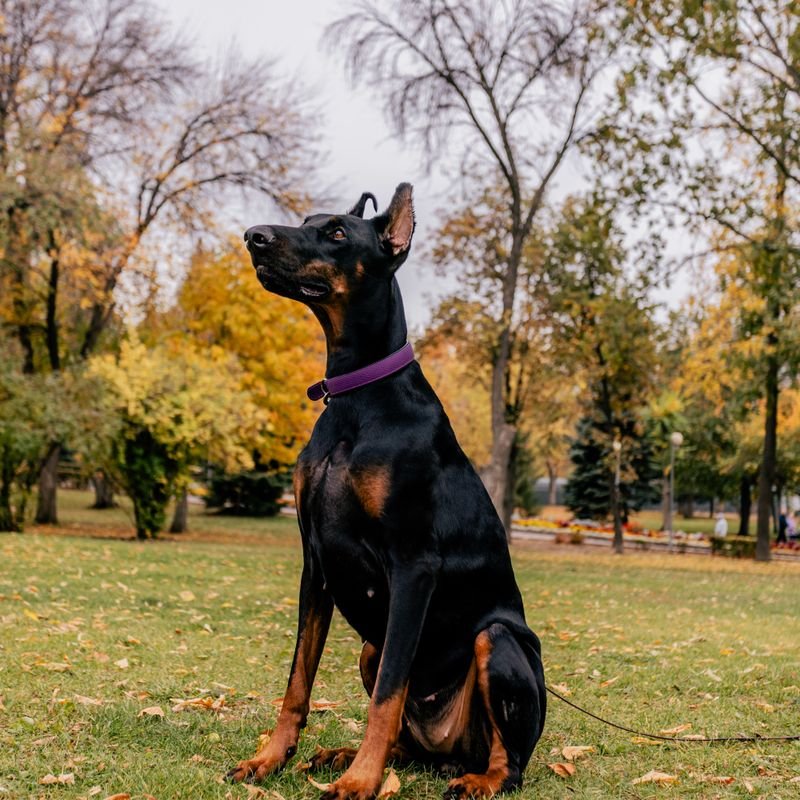 Doberman at-home dog & puppy training in Mumbai — breed-specific plan