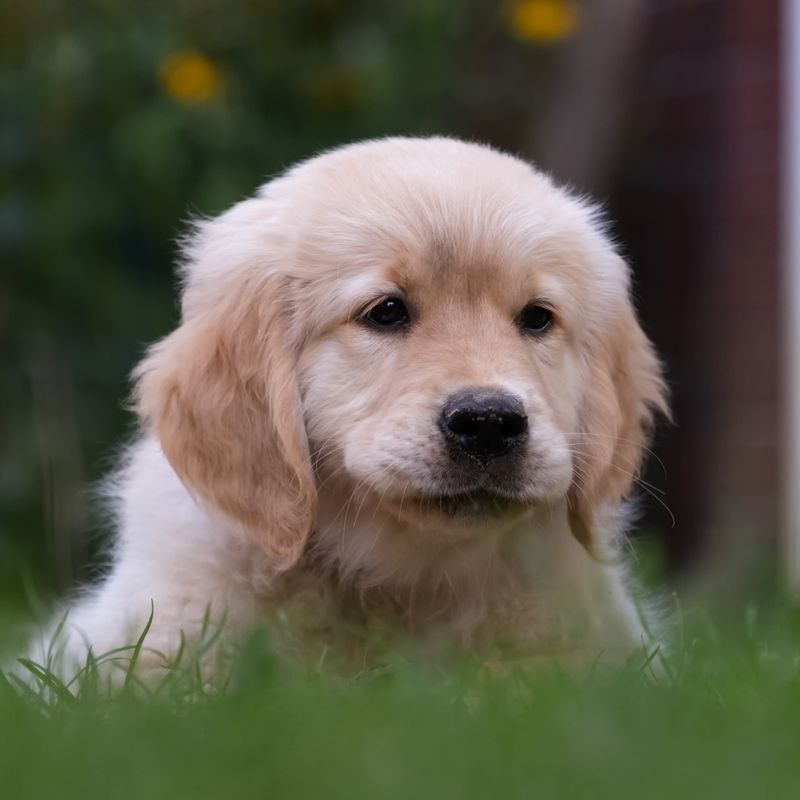 Golden Retriever at-home dog & puppy training in Mumbai — breed-specific plan