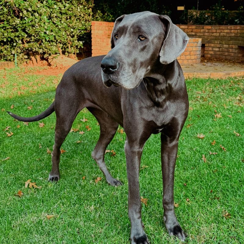 Great Dane at-home dog & puppy training in Mumbai — breed-specific plan