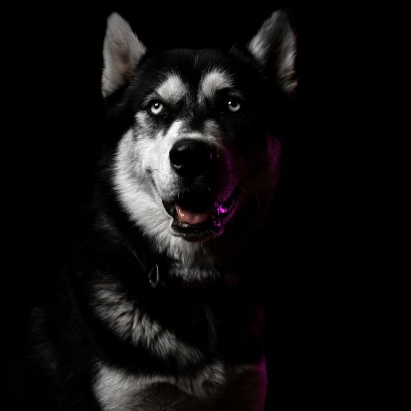 Siberian Husky at-home dog & puppy training in Mumbai — breed-specific plan
