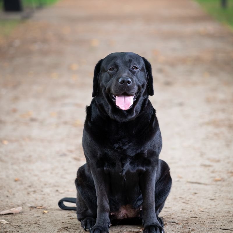 Labrador Retriever at-home dog & puppy training in Mumbai — breed-specific plan