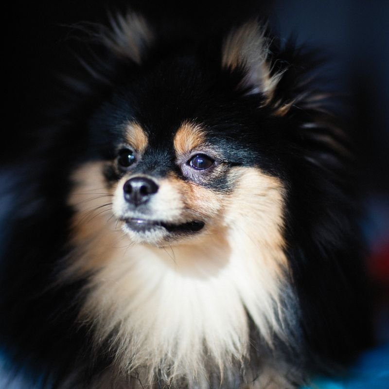 Pomeranian / Indian Spitz at-home dog & puppy training in Mumbai — breed-specific plan