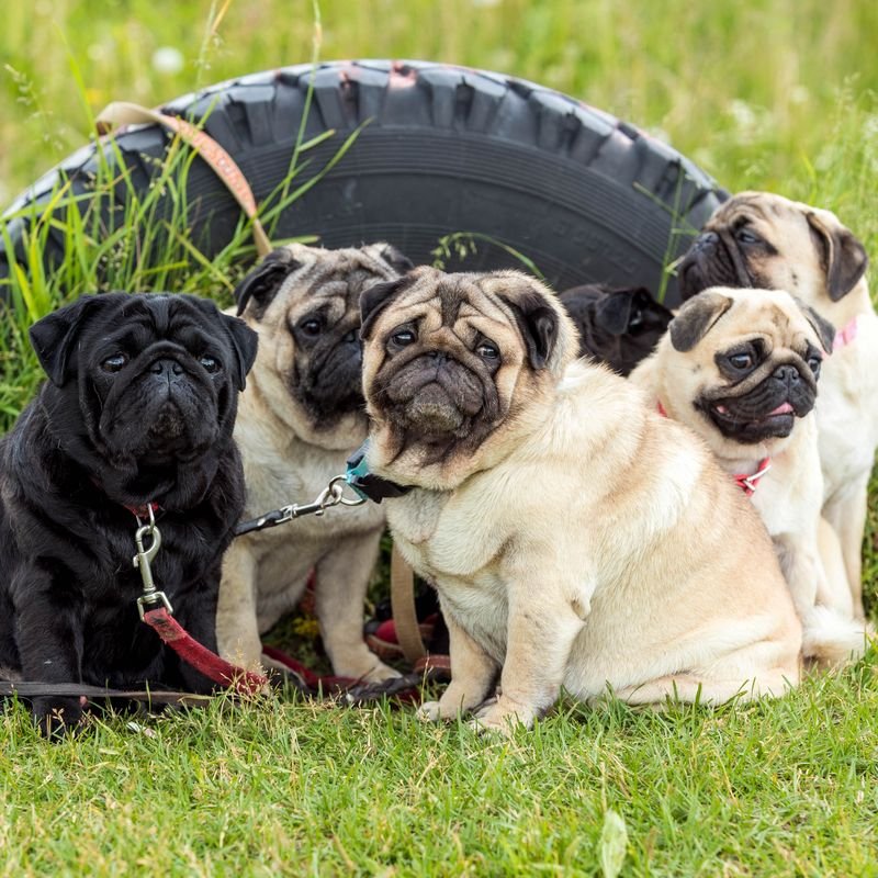 Pug at-home dog & puppy training in Mumbai — breed-specific plan