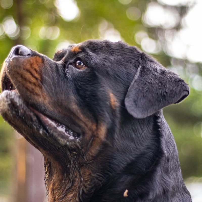 Rottweiler at-home dog & puppy training in Mumbai — breed-specific plan
